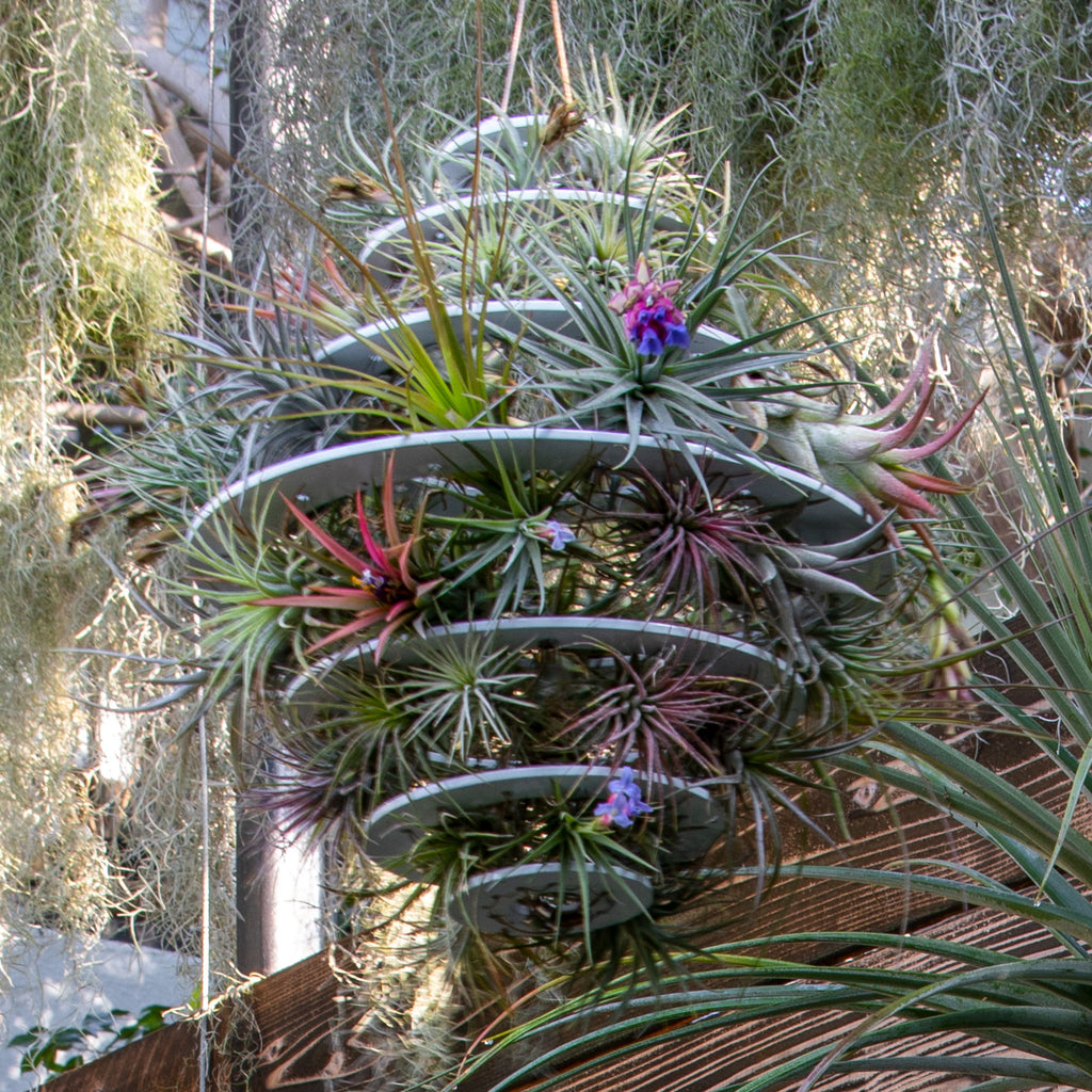 Air Plant Lantern