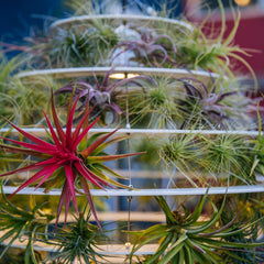 Air Plant Lantern