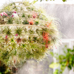 Air Plant Lantern