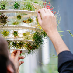 Air Plant Lantern