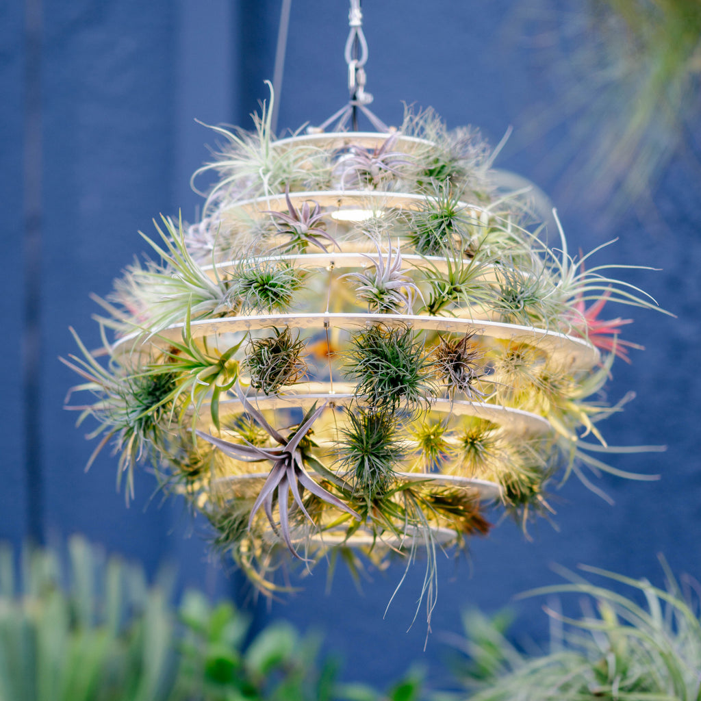 Air Plant Lantern