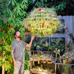 Air Plant Lantern