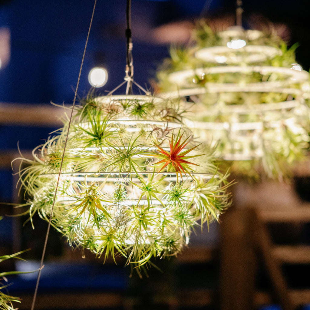 Air Plant Lantern