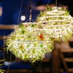 Air Plant Lantern