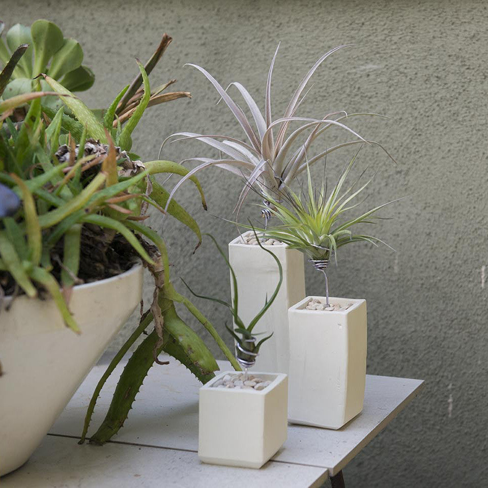 Ceramic Air Plant Vessel Holder by Airplantman