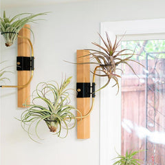 airplantman swing arm clamp tillandsia holder decor design
