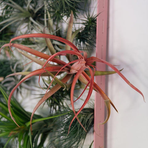 Air Plant Frame Rectangle by Airplantman