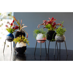 airplantman kokedama wool felt handmade rhipsalis design decor gift