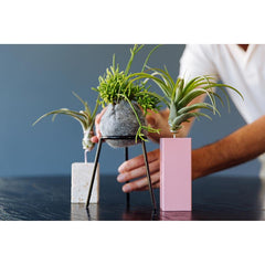 airplantman kokedama wool felt handmade rhipsalis design decor gift