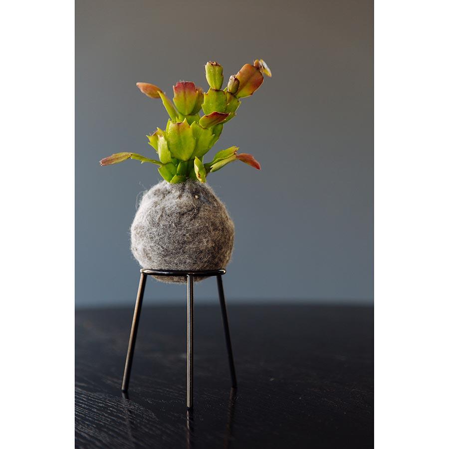 airplantman kokedama wool felt handmade rhipsalis design decor gift
