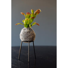 airplantman kokedama wool felt handmade rhipsalis design decor gift