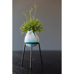 airplantman kokedama wool felt handmade rhipsalis design decor gift