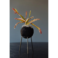 airplantman kokedama wool felt handmade rhipsalis
