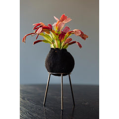 airplantman kokedama wool felt handmade rhipsalis