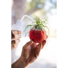 airplantman kokedama wool felt handmade rhipsalis design decor gift