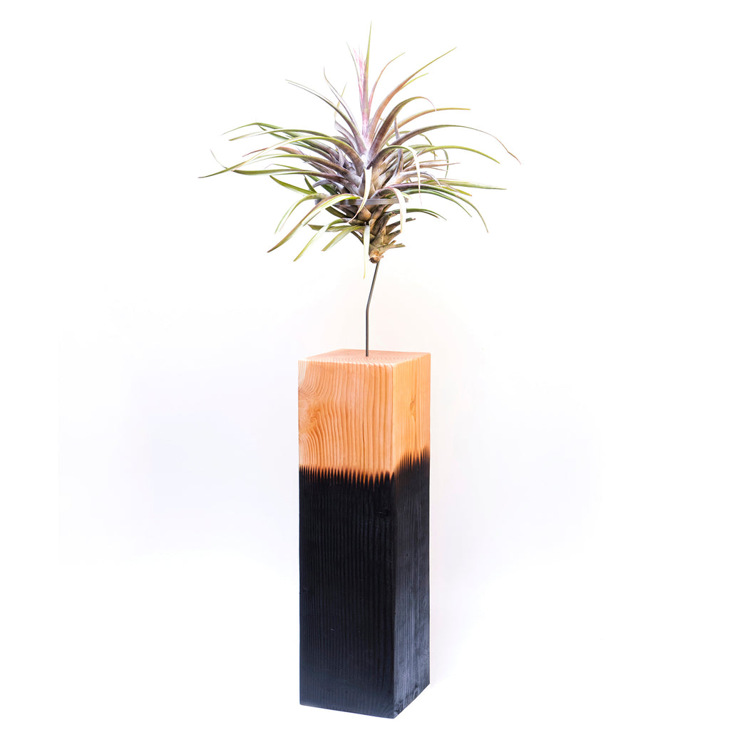 Air Plant Vessel Holder in Wood by Airplantman