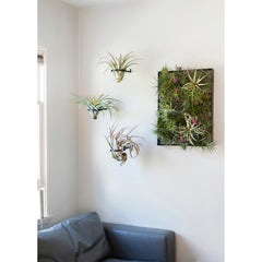 Air Plant Ring by Airplantman