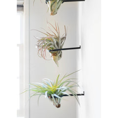 Air Plant Ring by Airplantman