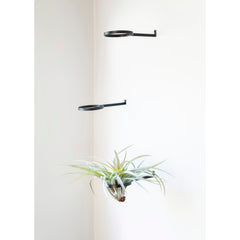 Air Plant Ring by Airplantman