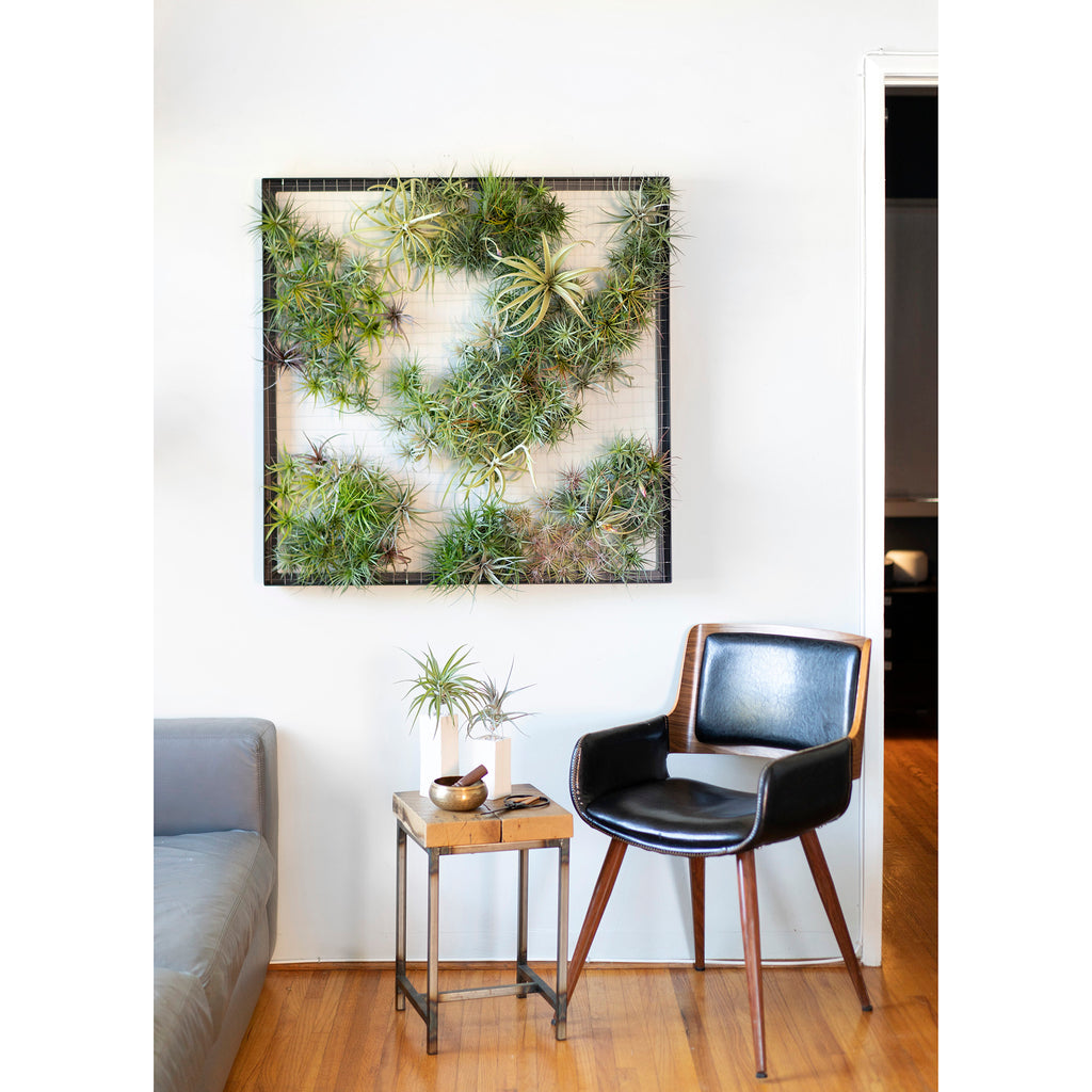 Air Plant Frame by Airplantman