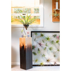 Air Plant Frame by Airplantman