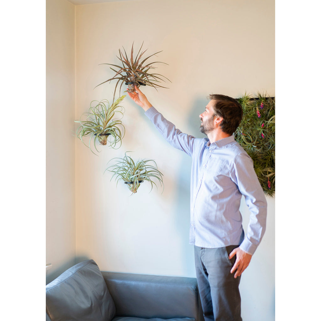 Air Plant Ring by Airplantman