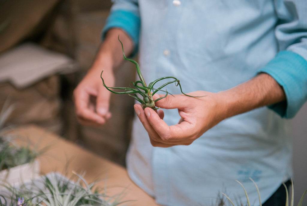 What are Airplants?