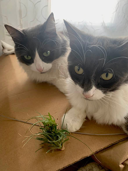 Are Air Plants Safe for Cats and Dogs?