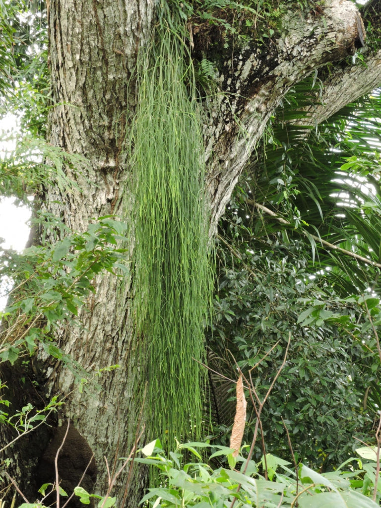 Rhipsalis and Epiphytes