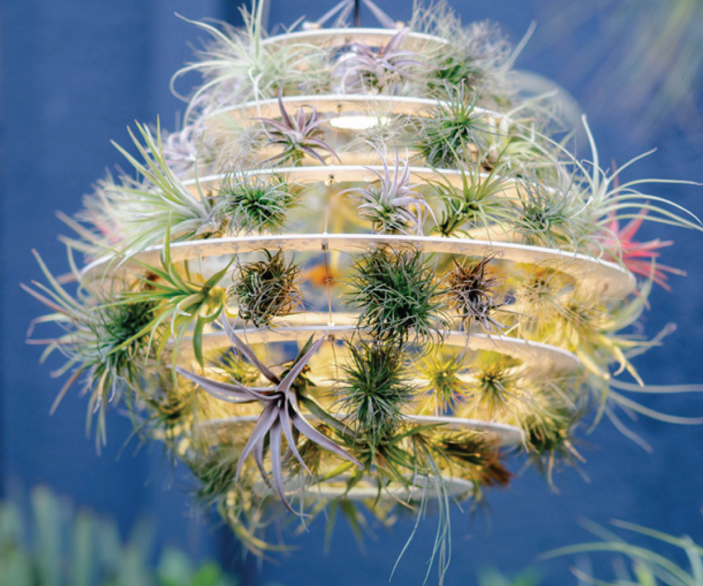 Airplant Lantern