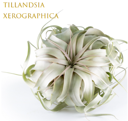 Air Plant Catalog