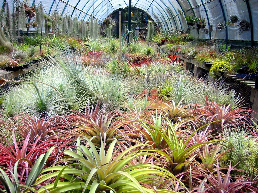 How I got Hooked on Airplants