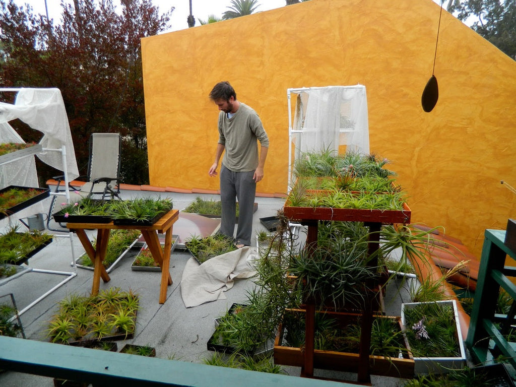 Rooftop Nursery at Airplantman Studios