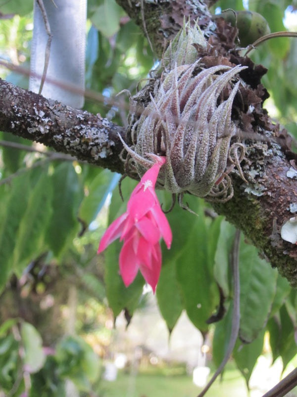 Airplants in Natural Habitat