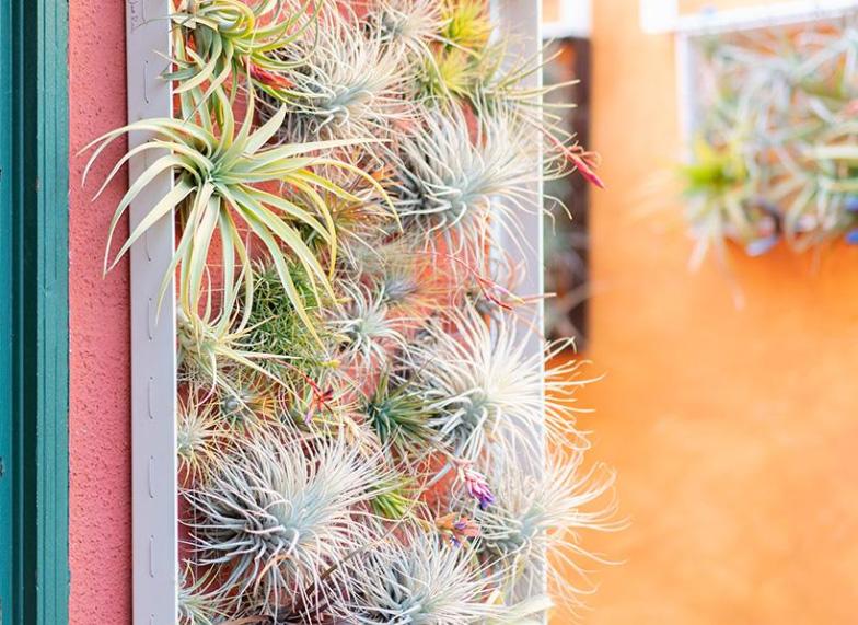 5 Simple Tricks to Keep Your Airplant Alive