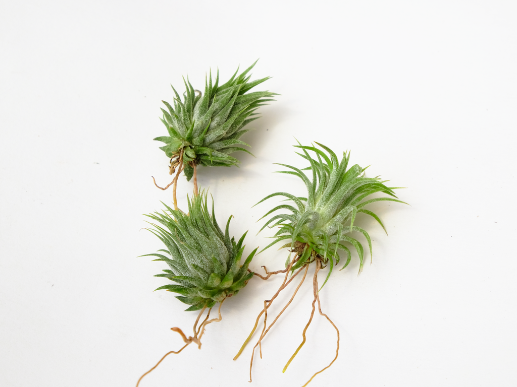 Airplant Roots