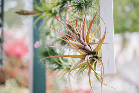Airplant Add-Ons