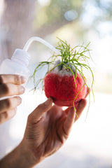 Kokedama Stand and Watering Bottle