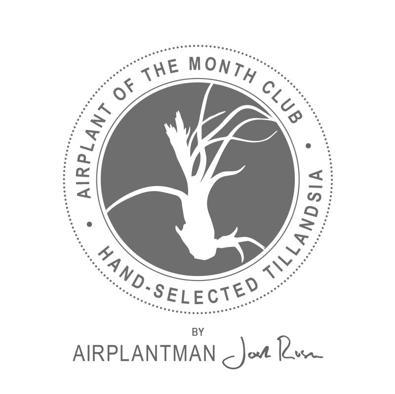Air plant of the Month Club by Airplantman