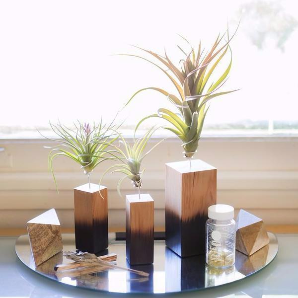 air plants holders Air Plant Vessel