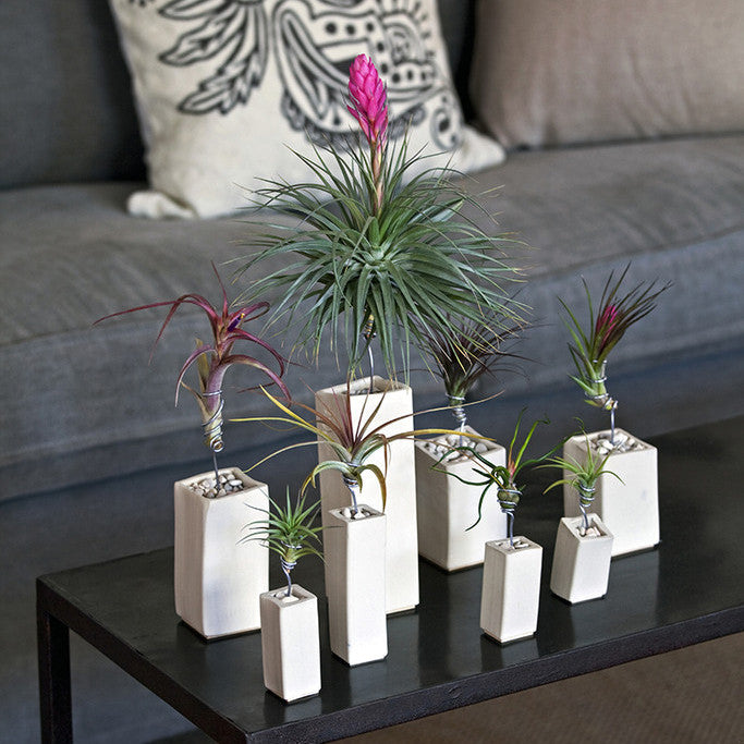 amazon air plant holder Air Plant Holder | Ceramic Vessel