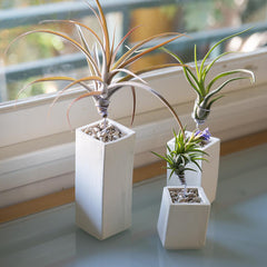 Ceramic Air Plant Vessel Holder by Airplantman