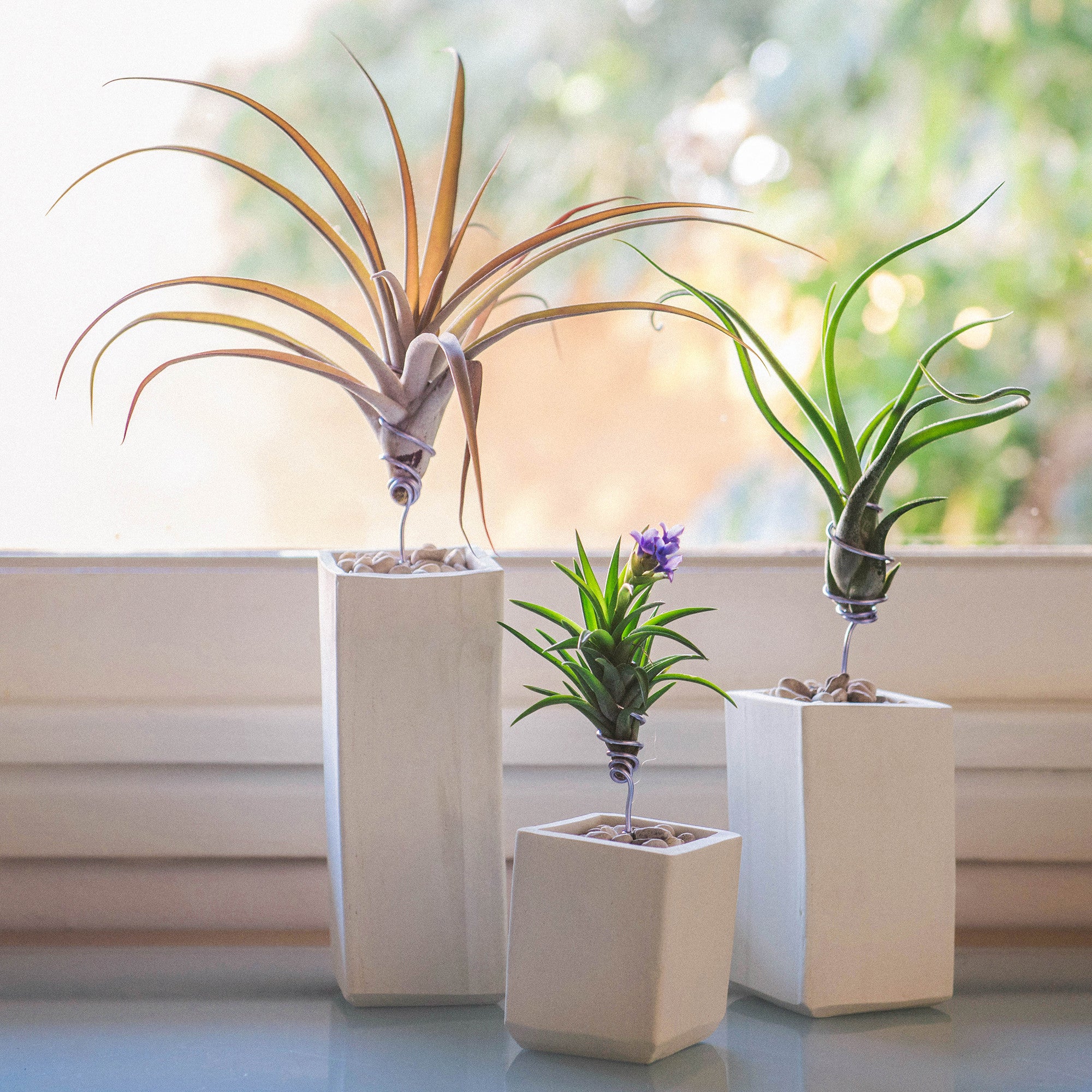 small air plant holder Air Plant Holder | Ceramic Vessel