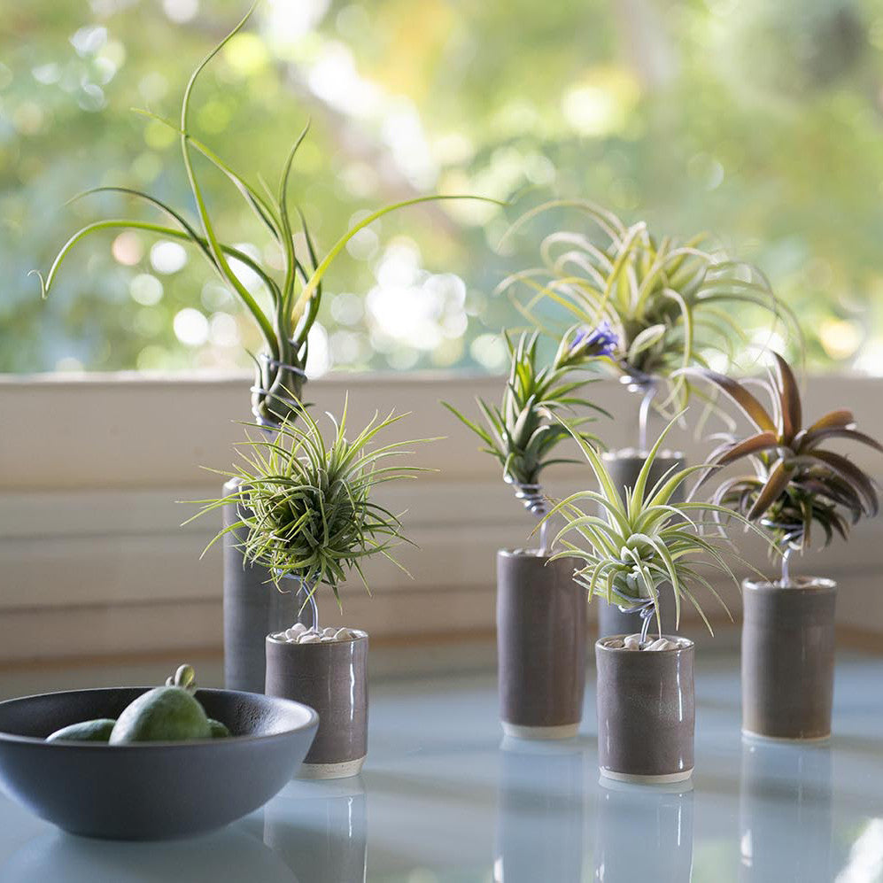 Air Plant Holder with Rock and Wire {DIY Air Plant Display