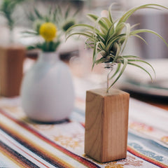 Airplant Vessel Wood