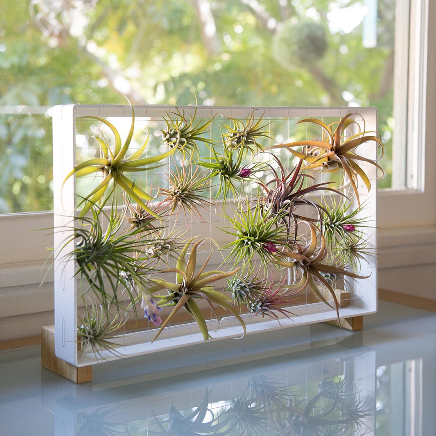 diy air plant frame Air Plant Frame | Stand Feet Curled Maple