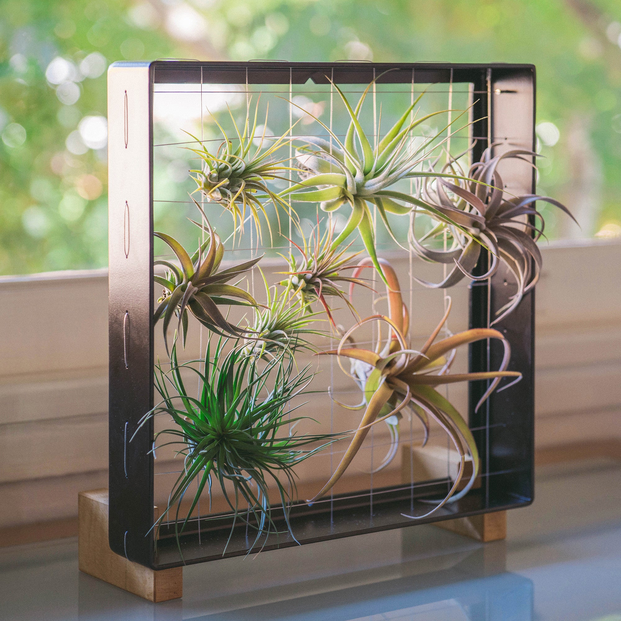 air plant picture frame Air Plant Frame | Stand Feet Curled Maple