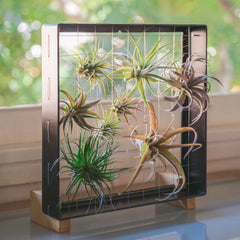 Air Plant Frame Stand Feet