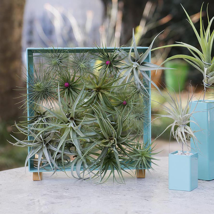 air plant display stand Air Plant Frame | Stand Feet Curled Maple