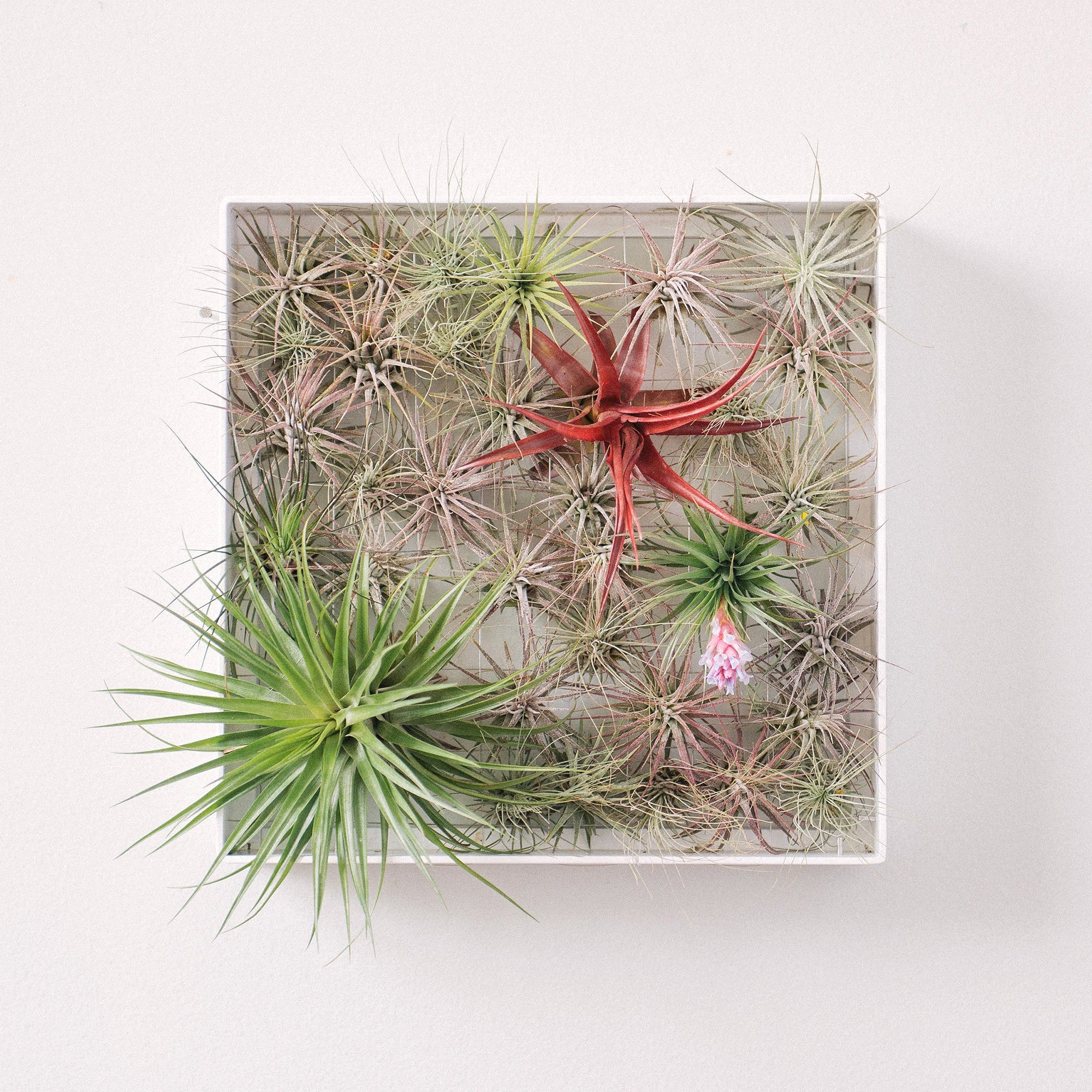mkono air plant frame Air Plant Frame | Square | Black, White, Aqua, Orange